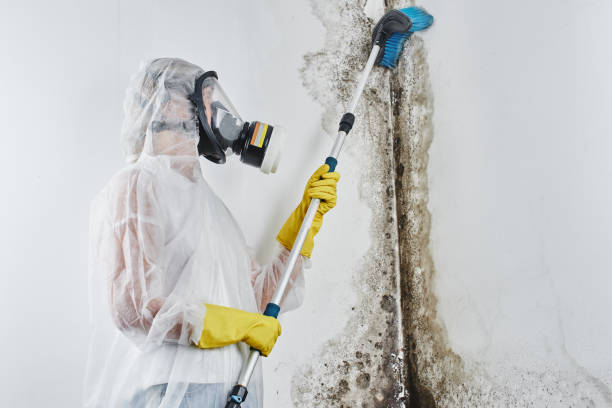 Mold Odor Removal Services in Wilmington Manor, DE